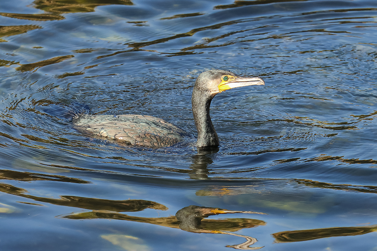 Cormorano